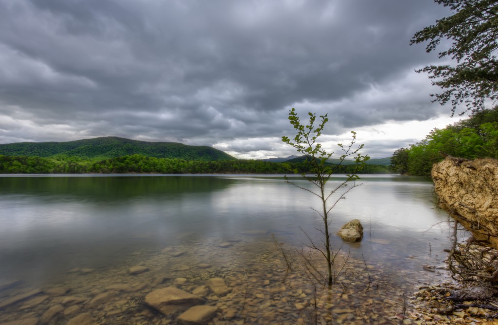 lonely_tree_carvins_cove